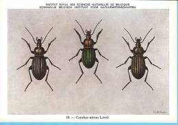 KBIN / IRSNB - Ca 1950 - Insecten Van België - Kevers - 7 - Coleoptera, Beetles, Coléoptères - Insectes