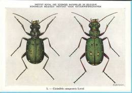 KBIN / IRSNB - Ca 1950 - Insecten Van België - Kevers - 1 - Coleoptera, Beetles, Coléoptères - Insects