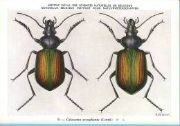 KBIN / IRSNB - Ca 1950 - Insecten Van België - Kevers - 6 - Coleoptera, Beetles, Coléoptères - Insetti