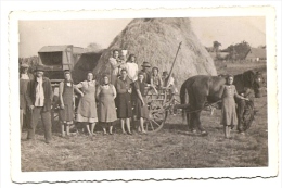 HARVEST-TRACTORS - HORSE WITH TRAILER-ORIGINAL PHOTO-not Traveled - Tractors