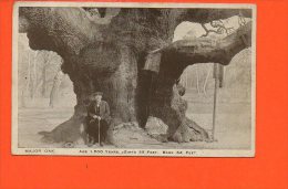 Major OAK - Age 1500 Years. Girth 35 Feet - Base 64 Feet - Nottingham