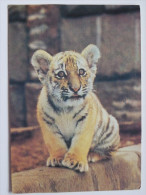 Amur-Tiger Tigre De L'Amour  / Russian   Postcard - Tigres