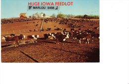 HUGE IOWA FEEDLOT - Iowa City