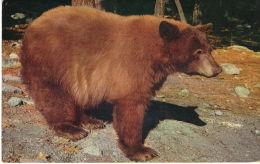 YOSEMITE NATIONAL PARK, CALIFORNIA. AMERICAN BLACK BEAR - Yosemite