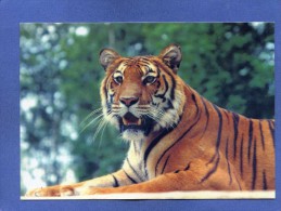 Animaux - Tigre Du Parc De Saint Vrain - Faune - Animal - Tiger