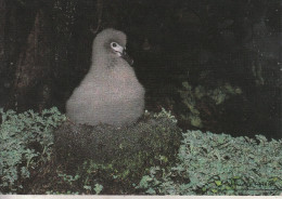 T.A.F.F -  Poussin D´albatros Fuligineux à Dos Clair - TAAF : Terres Australes Antarctiques Françaises