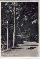 ZÜRICH - Uetliber - Waldstrasse - Wald