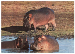 (822) Botswana Hippopotamus - Hippopotamuses