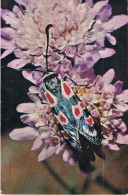 ZYGAENA OCCITANICA - Famille Des Zygaenidae - Insecte Sur Une Fleur - Edité Par Le COMITE NATIONAL DE L'ENFANCE - 1969 - Insetti