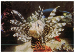 (665) New Caledonia - Aquarium Of Nouméa - Nouvelle-Calédonie