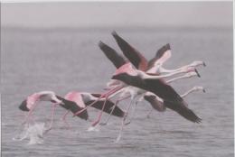 India  Philatelist´s Association Issued...GREATER FLAMINGO...  PPC   # 82022  Inde Indien - Flamencos