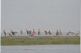 India  Philatelist´s Association Issued...PAINTED STORK...  PPC   # 82021  Inde Indien - Storks & Long-legged Wading Birds