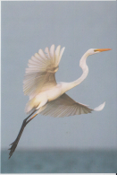 India  Philatelist´s Association Issued...GREY HERON /  LARGE EGRET...  PPC   # 82023  Inde Indien - Ooievaars