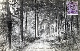 Mont De L'Enclus-Amougies. Sous Bois - Mont-de-l'Enclus