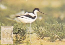 BIRD, PIED AVOCET, CM, MAXICARD, CARTES MAXIMUM, 1991, ROMANIA - Cicogne & Ciconiformi