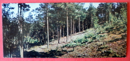 Coastal Pine-trees  - Neringa - Mini Format Card - 1970 - USSR Lithuania - Unused - Litauen