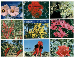 (PH 158) Australia - Flowers Of Australia - Outback