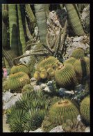 CPM Non écrite MONACO Le Jardin Exotique Echinocactus Grusoni - Exotic Garden