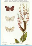 KBIN (ca 1950) - Insecten Van België - Lepidopteren (2) 11 - Heterocera, Nachtvlinders, Hétérocères, Moth, Schmetterling - Butterflies