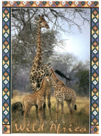 (342) South Africa Girafe - Girafes