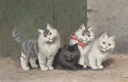 Belle CPA Illustrateur Signé Sophie SPERLICH   Etude Artistique De CHATS  Série T.S.N  492  Timbrée 1905 - Katten