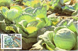 BOPHUTHATSWANA. N°206 Sur Carte Maximum De 1988. Culture Intensive : Chou. - Vegetables