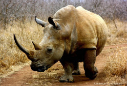 [ T12-021 ] Rhinoceros Rhinocéros Nashörner  , China Pre-stamped Card, Postal Stationery - Rhinocéros