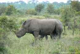 [ T12-022 ] Rhinoceros Rhinocéros Nashörner  , China Pre-stamped Card, Postal Stationery - Rhinocéros