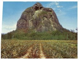 (451) Australia - QLD - Glasshouse Mountain And Pineapple Plantation - Sunshine Coast