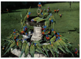 (451) Australia - QLD - Sanctuary And Lorikeets - Gold Coast