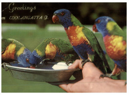 (451) Australia - QLD - Sanctuary And Lorikeets - Gold Coast