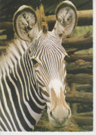 (AN175) ZEBRA. CEBRA - Zebra's