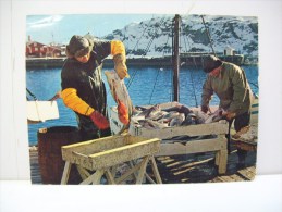 Cleaning The Fish (Norvegia) - Norwegen