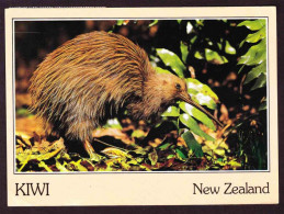 New Zealand On Post Card To South Africa - (1992) - Kiwi, Sugar Dream Flowers, Yellowhead Birds - Storia Postale