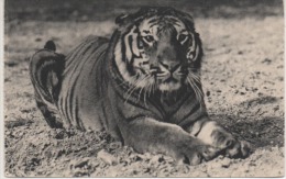 370 UN TIGRE DU BENGALE    ZOO  BOIS DE VINCENNES PARIS - Tijgers