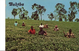 Bukoba - Oeganda