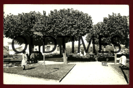 FUNDAO - PARQUE DAS TILIAS - 1930 REAL PHOTO PC - Castelo Branco