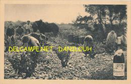 84 // CHATEAUNEUF DU PAPE    Vendanges   Pere Anselme - Chateauneuf Du Pape