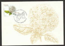 Portugal Açores Fleur Viburnum Tinus Ssp. Subcordatum Carte Maximum 2002 Azores Flower Maxicard - Cartoline Maximum