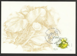 Portugal Açores Fleur Bellis Azorica Carte Maximum 2002 Azores Flower Maxicard - Maximum Cards & Covers