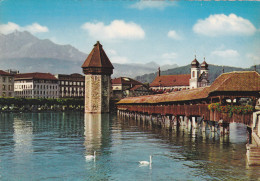 SUISSE,SWITZERLAND,SVIZZE RA,HELVETIA,SWISS,SCHWEIZ ,LUCERNE,LUZERN,il Y A 50 ANS, Lac,cygne - Luzern