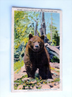 Carte Postale Ancienne : Ours,  Bear At Attention , Yellowstone National Park - Yellowstone