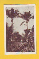 Postcard - Matadi, Congo   (14314) - Sonstige & Ohne Zuordnung