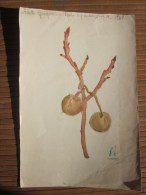 Dessin Peint à La Gouache (original Réalisé 1941 élève Cours Supé 2é A Thème : Fruit Et Bourgeons - Estampas