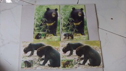 Maximum Cards Of Vietnam Viet Nam 2012 : Bear (Ms1018) - Viêt-Nam