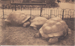 CPA TORTUE ELEPHANTINE ANVERS JARDIN ZOOLOGIQUE ZOO - Tortugas