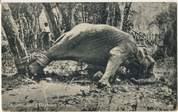 Ceylon A Struggling Elephant Maltraitance Animale Elephant Attaché Edit Platé - Sri Lanka (Ceylon)