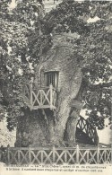 HAUTE NORMANDIE - 76 - SEINE MARITIME - ALLOUVEILLE - Le Gros Chêne âgé De 1000 Ans - Allouville-Bellefosse