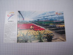 Cactus, Serres -  Entier Postal  - 2001 - Chine - Cactus