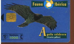 FAUNA IBERICA AQUILA CULEBRERA - Águilas & Aves De Presa